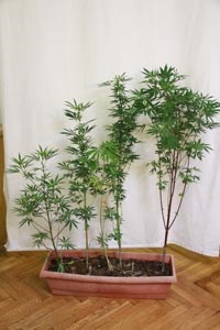 Slika PU_SiM/vijesti/2010/marihuana/Mar1.jpg